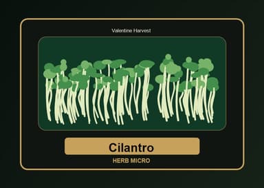 Cilantro Microgreens product visual
